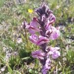 Pedicularis rostratospicata 花