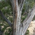 Juniperus osteosperma Corteza