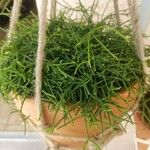 Rhipsalis bacciferaLapas