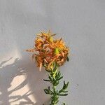Hypericum perfoliatum Flower