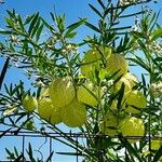 Gomphocarpus physocarpus Fruit