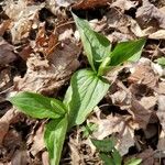 Trillium grandiflorum List