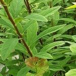 Spiraea salicifolia 葉
