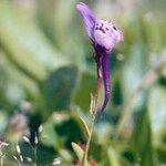 Linaria amethystea Flower