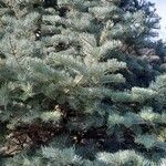 Abies concolor عادت