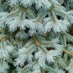 Picea engelmannii ഇല