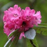 Rhododendron anthosphaerum Blomma