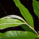 Exellodendron barbatum Leaf