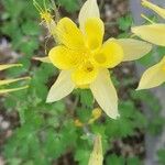 Aquilegia chrysantha Blüte