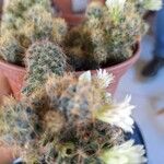 Mammillaria prolifera Листок