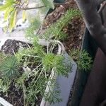 Matricaria chamomilla Cvet