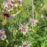 Monarda fistulosaCvet