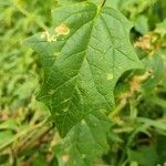 Chenopodiastrum hybridum Leaf