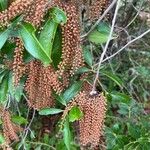 Cyrilla racemiflora Fruit