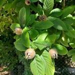 Crataegus germanica Fruit