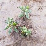 Helianthemum ledifolium Fruit