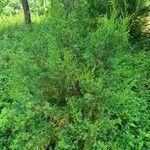 Juniperus procera ശീലം