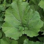 Petasites hybridus Yaprak