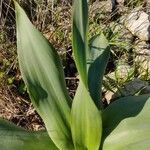 Drimia pancration Hoja