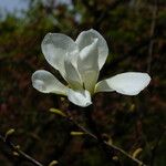 Magnolia kobus Lorea