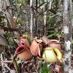 Nepenthes ampullaria Blomst
