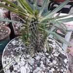 Pachypodium geayi Φλοιός