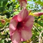 Allamanda blanchetiiBlomst