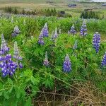 Lupinus nootkatensis പുഷ്പം