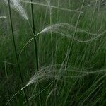 Stipa pennata 叶