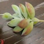 Cotyledon pendens Yaprak