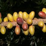 Pholidostachys pulchra Fruit