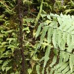 Arthropteris monocarpa Άλλα