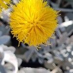 Centaurea ragusina Blüte