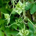 Clematis terniflora Хабит