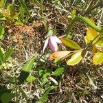 Pogonia ophioglossoides Celota