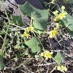 Bryonia verrucosa Hoja