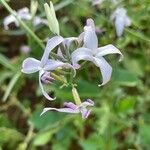 Farsetia undulicarpa 花