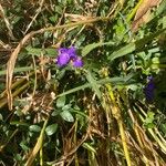 Tradescantia occidentalis Kukka