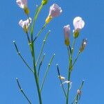 Cardamine pratensis Hábito