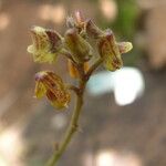 Polystachya nyanzensis Flower