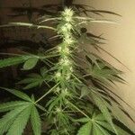 Cannabis sativa 果實