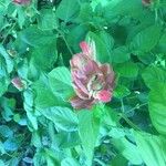 Justicia brandegeeana Hoja