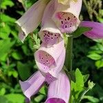 Digitalis thapsi 花