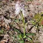 Orchis italicaBloem