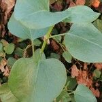 Rumex lunaria Blad