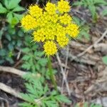 Cymopterus lemmonii Flower