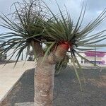 Dracaena draco पत्ता