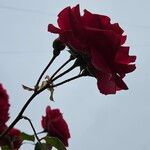 Rosa lucieae Květ