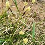 Carex caryophyllea Floare