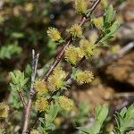Salix caesia Mosusu